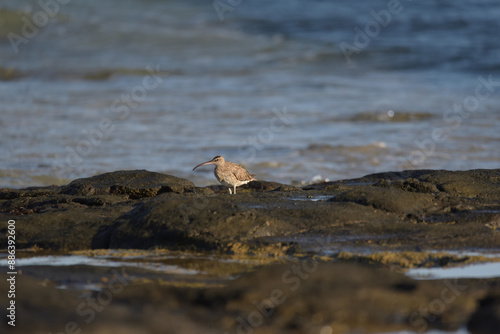 Curlew in the sun