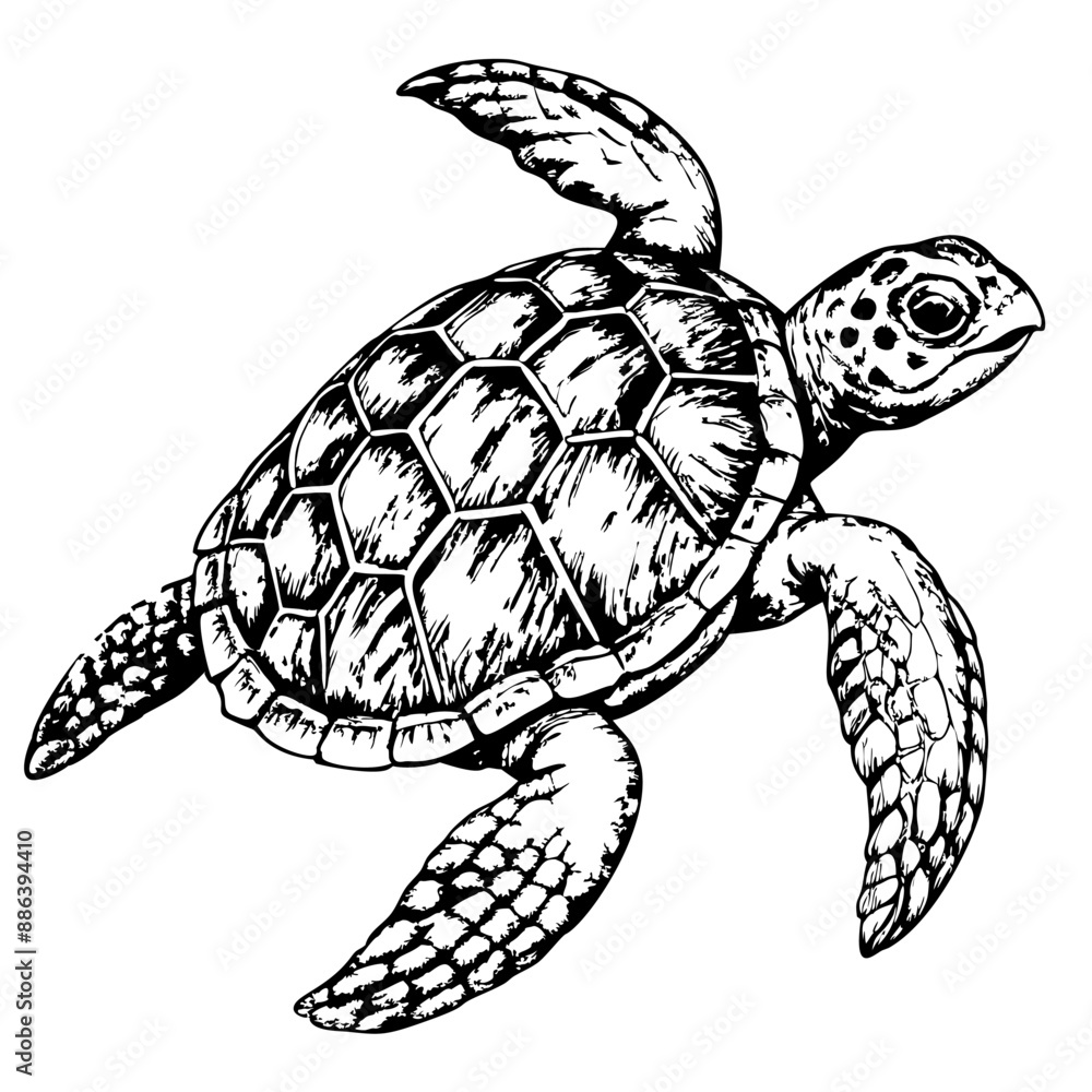 Fototapeta premium Sketch of a sea turtle swimming, top view, on a white background