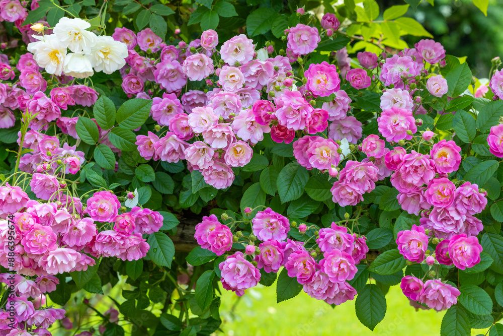 Beautiful pink landscaping roses flower blooming in the rose garden in Izu. Beautiful pink landscaping roses flower blooming in the rose garden in Izu.