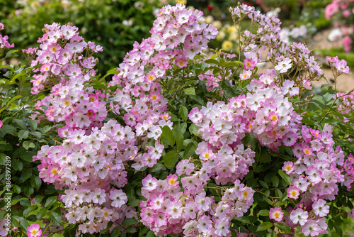 Beautiful white and pink landscaping roses flower blooming in the rose garden in Izu. photo