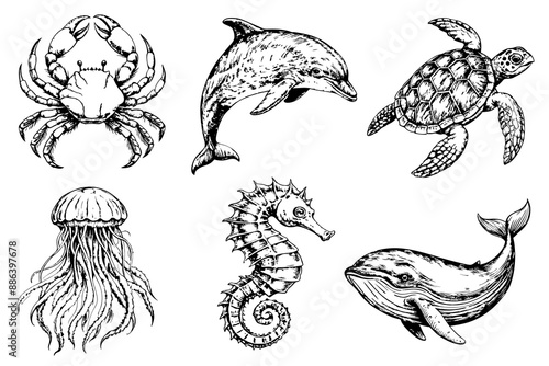 Set of sketches of sea creatures on a white background. Dolphin, jellyfish, crab, whale