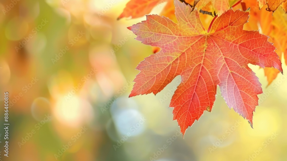 Bright autumn leaf with vibrant colors on a branch Bright autumn leaf with vibrant colors on a branch