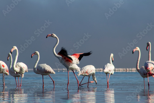 African wild birds. A flock of great flamingos on the blue lagoon against the bright sky © Yuliia Lakeienko