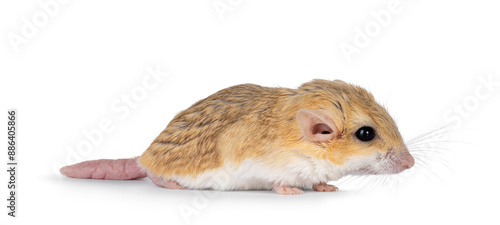 Side view of Fat tailed gerbil aka Pachyuromys duprasi, walking side ways. Looking ahead away from camera. Isolated on a white background. photo