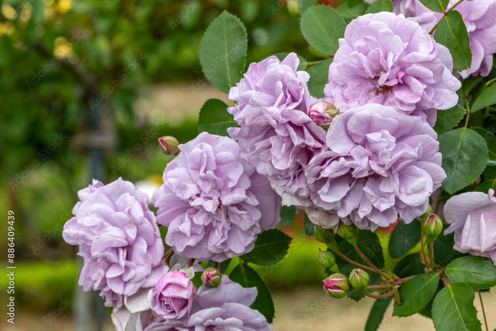 Beautiful pale purple rose flowers blooming in a rose garden in Izu. Beautiful pale purple rose flowers blooming in a rose garden in Izu.