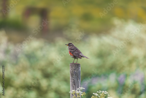 Photos redwing on a wooden pole in the field