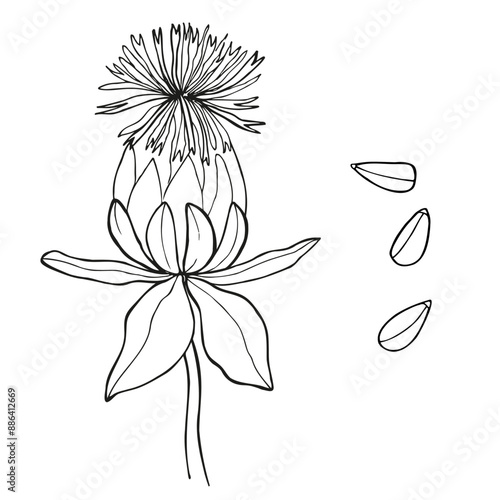 Safflower flower, American saffron, thistle vector illustration on isolated background. Botanical drawing branch of safflower plant with fruits, petals, grains. Natural dye, oil, cosmetic ingredient