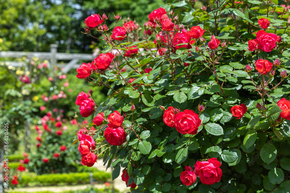 Fototapeta premium Beautiful red roses blooming in the rose garden in Izu.