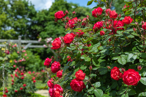 Beautiful red roses blooming in the rose garden in Izu.