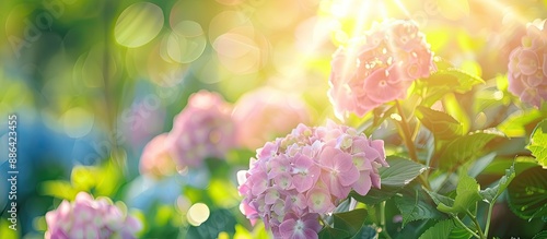 A blooming hydrangea in the garden with copy space image