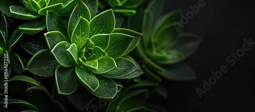 Green plant contrasting on ...