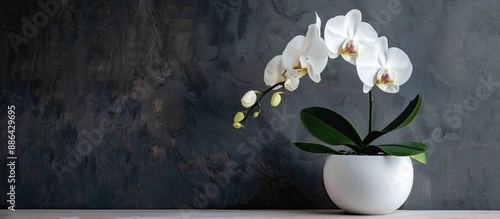 Orchid in a simple pot plac...