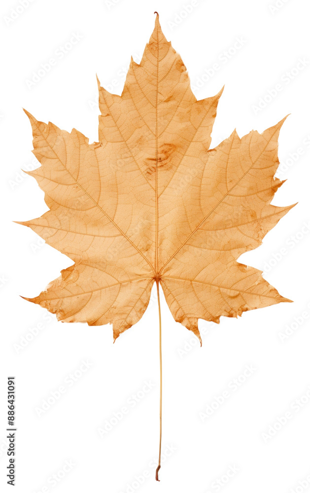 PNG Real pressed maple leave plant leaf tree. PNG Real pressed maple leave plant leaf tree.