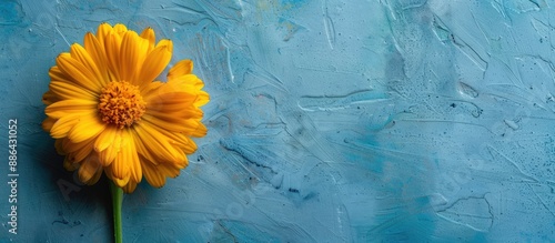 Isolated yellow calendula f...