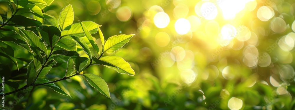 A leafy green plant with a bright sun shining on it. The sun's rays create a warm and inviting atmosphere A leafy green plant with a bright sun shining on it. The sun's rays create a warm and inviting atmosphere