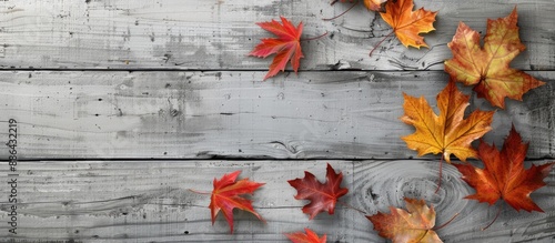 Maple leaves on a grey wood...