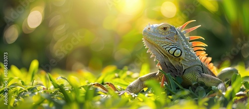 Ctenosaura a spiny tailed i...