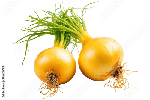 A Duo of Golden Onions With Sprouting Greens on a White or Clear Surface PNG Transparent Background