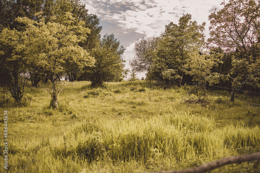 trees in the field trees in the field