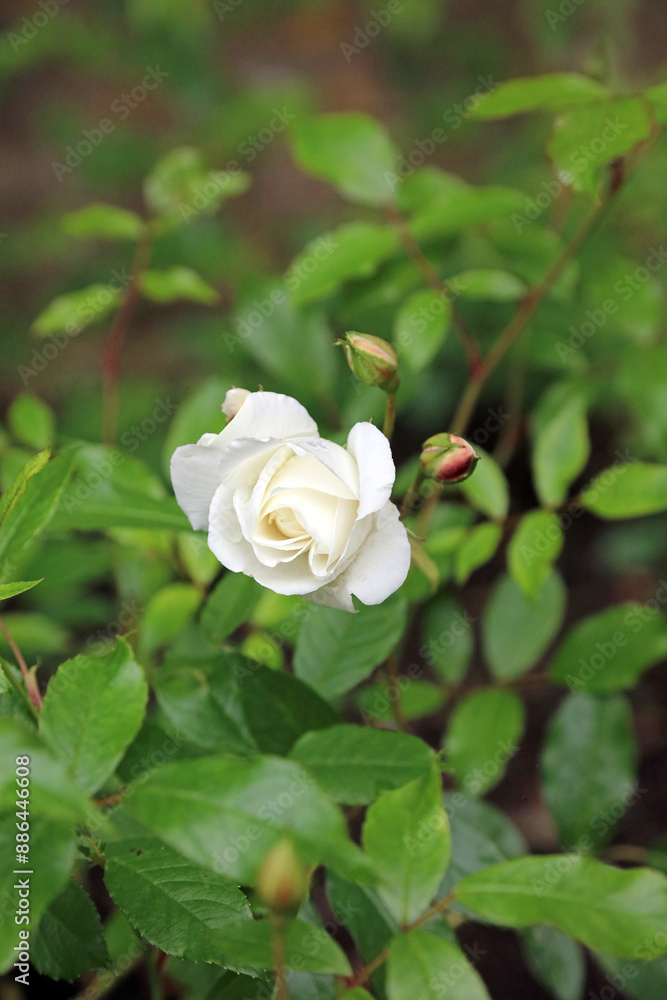 Closeup of a white Rose bud, North Yorkshire England
Closeup of a white Rose bud, North Yorkshire England