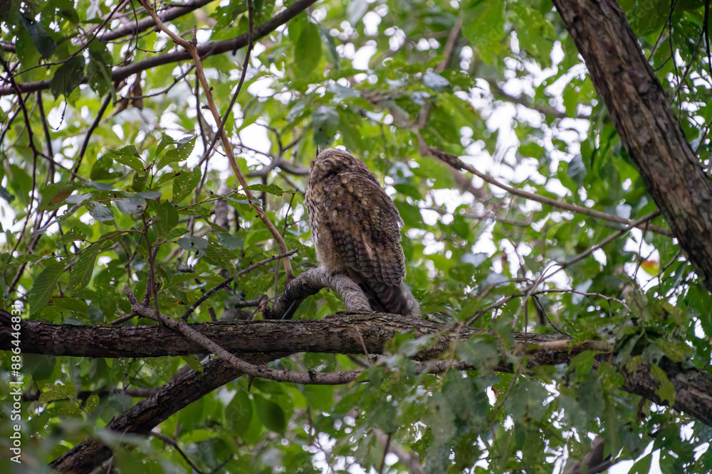 北海道 フクロウ トラフズク 鳥 猛禽類 北海道 フクロウ トラフズク 鳥 猛禽類