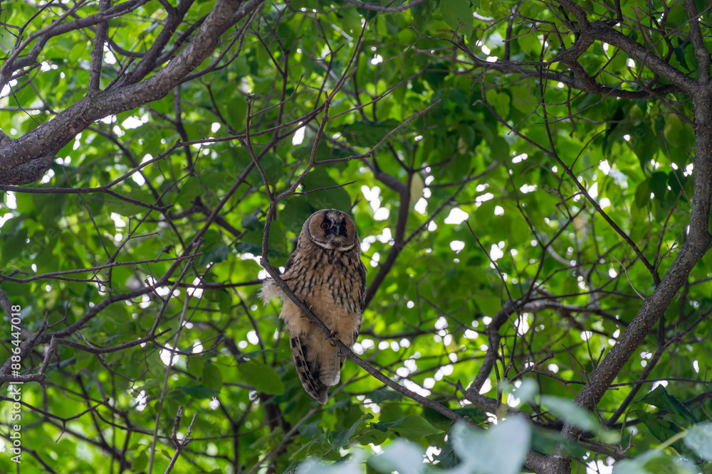 北海道 フクロウ トラフズク 鳥 猛禽類 北海道 フクロウ トラフズク 鳥 猛禽類