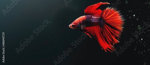 Siamese fighting fish on a ...