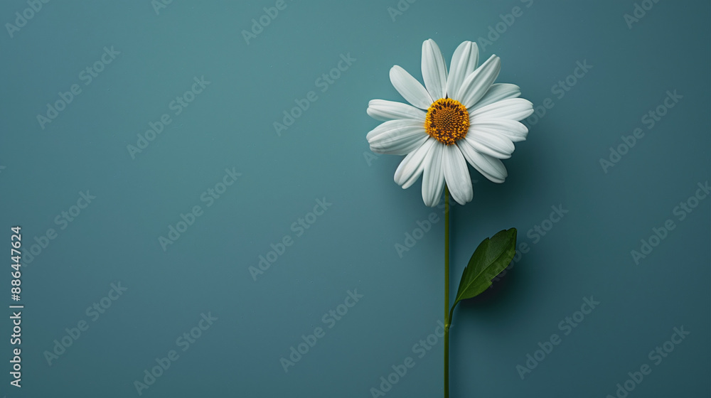 white flower on blue background white flower on blue background