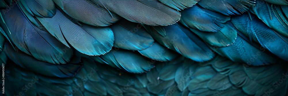 Fototapeta premium Close up of dark teal feather texture background, abstract nature pattern and wallpaper concept