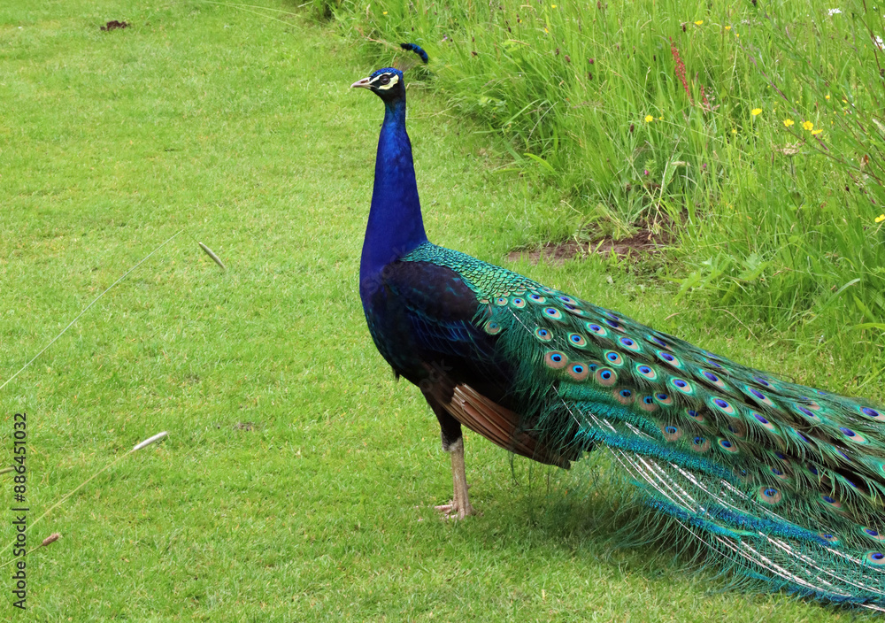 Obraz premium Peacock in a garden, North Yorkshire England