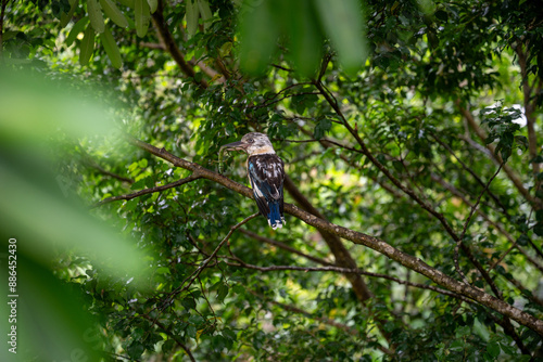 Blue-winged kookaburra kingfisher bird, Dacelo leachii, with lizard prey food meal, Mandai bird paradise sanctuary, Singapore photo