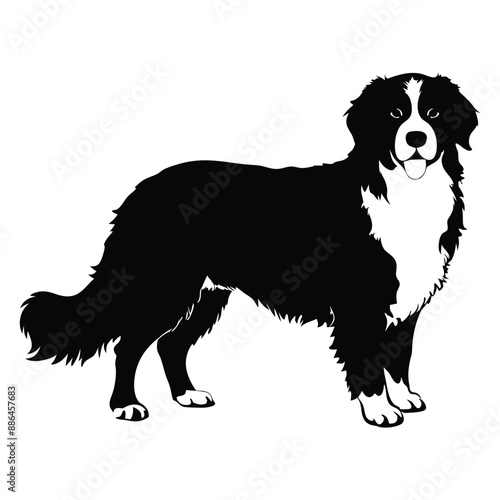 Bernese Mountain dog - Vector black silhouette isolated