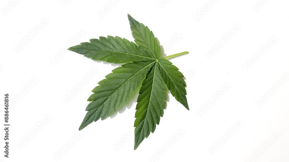 cannabis sativa