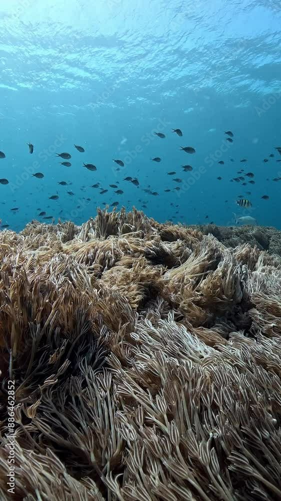 Sea life in strong currents. Underwater world of Nusa Penida Island near Bali, Indonesia. Slow motion 4k video. Sea life in strong currents. Underwater world of Nusa Penida Island near Bali, Indonesia. Slow motion 4k video.