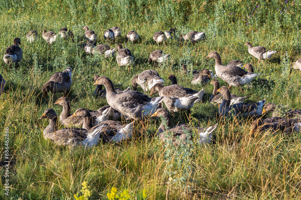 Fototapeta premium Domestic gray geese on a meadow. Gray Geese in the grass, domestic bird, flock of geese