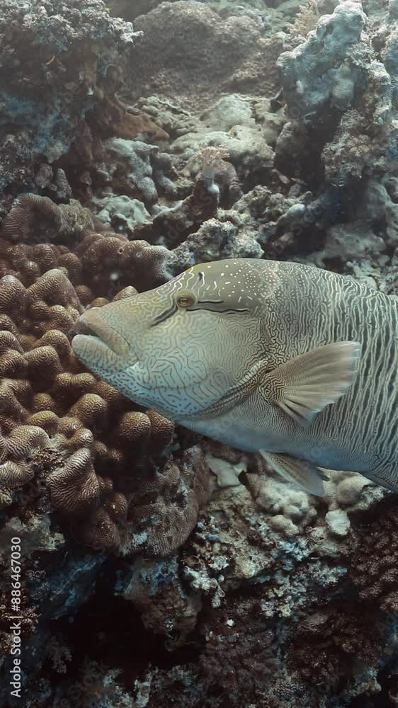 Humphead wrasse endangered fish Red Sea coral reef vertical video. Humphead wrasse endangered fish Red Sea coral reef vertical video.