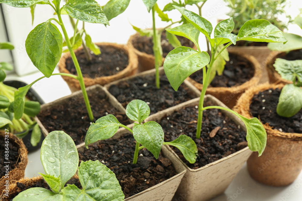 Many different seedlings growing in pots on white background, closeup Many different seedlings growing in pots on white background, closeup