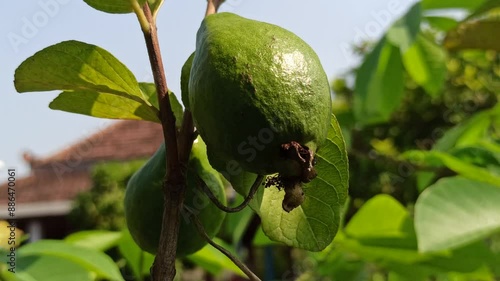 Psidium guajava unripe photo