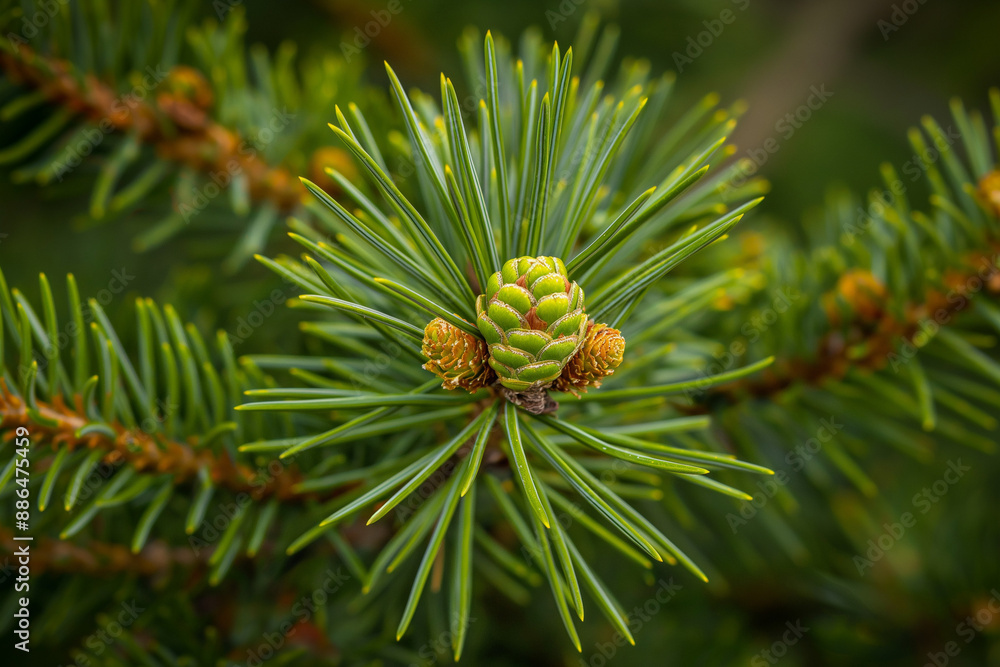 close up of pine needles close up of pine needles