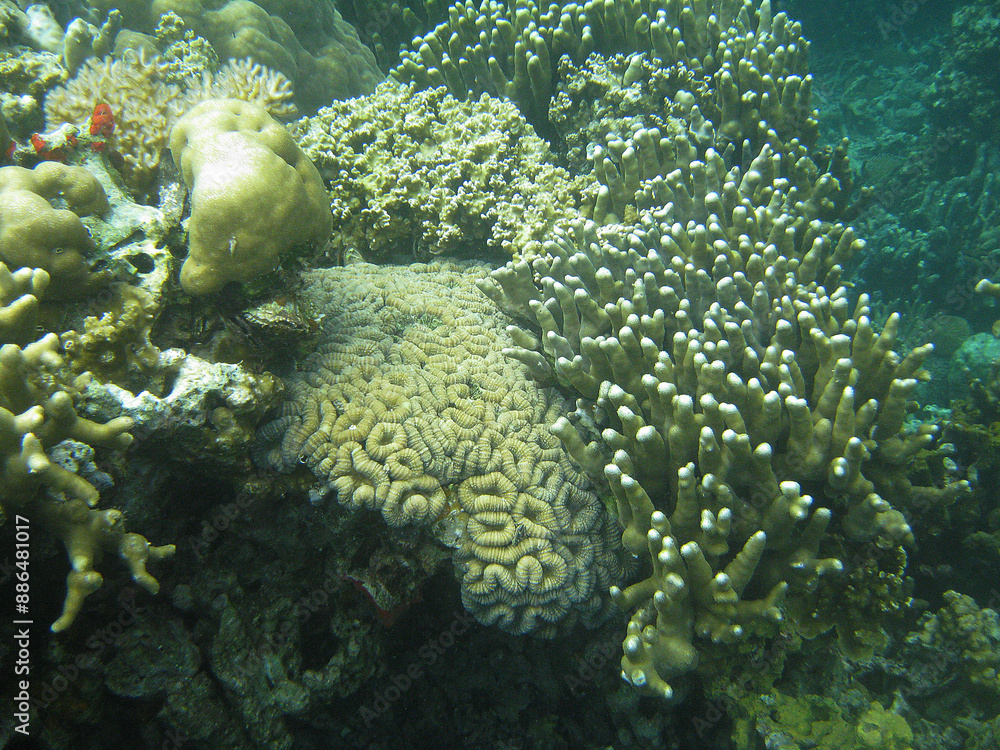 Palau mushroom sea anemone closeup Palau mushroom sea anemone closeup
