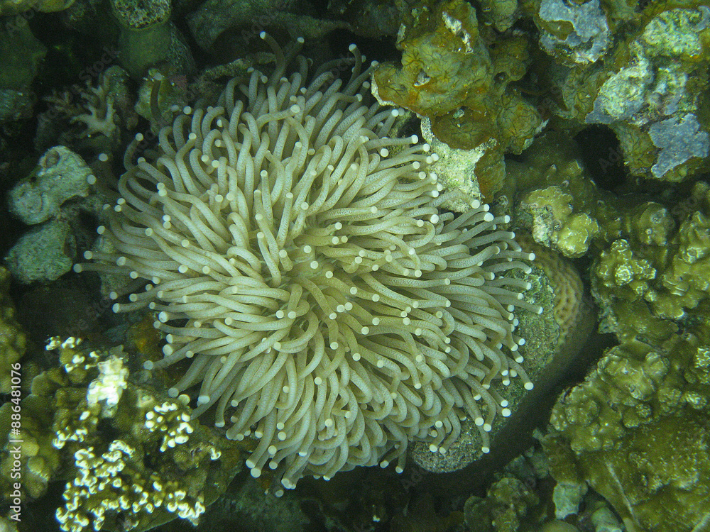 Obraz premium Palau mushroom sea anemone closeup