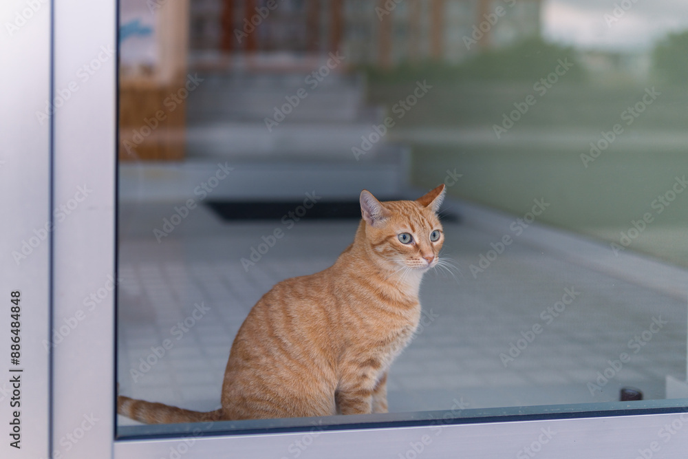 Naklejka premium brown tabby cat with green eyes behind a front door, looks outside