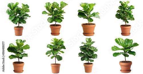 Wallpaper Mural set of Fiddle-leaf fig Plant in pots  Torontodigital.ca