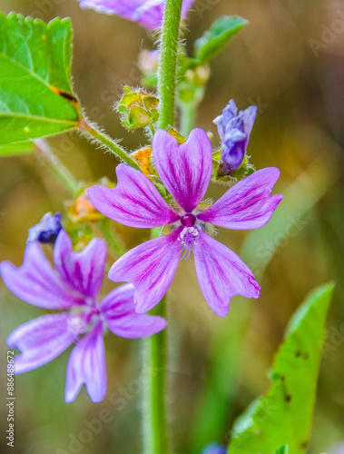 Close Up Of Purple Wildflower With Green Stem And Leaves