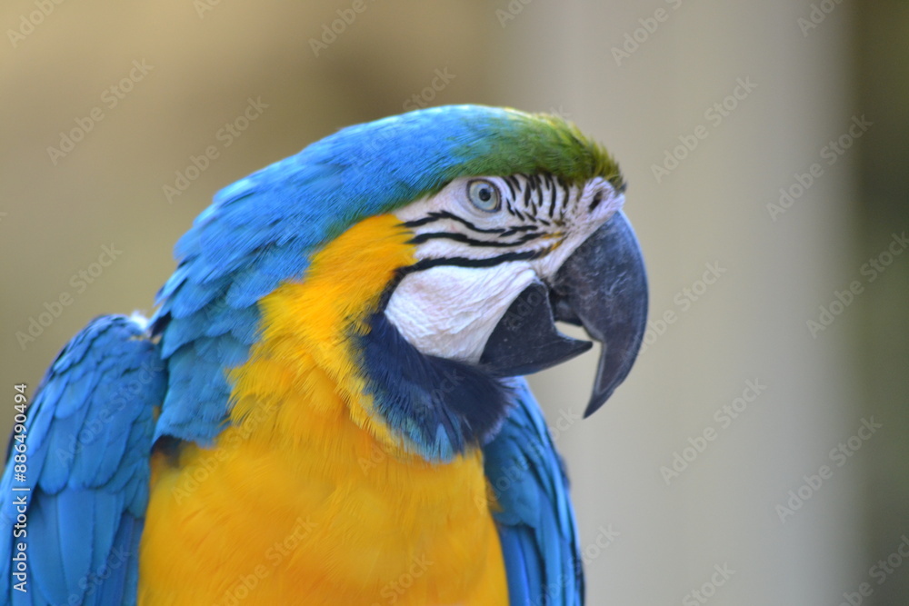 Obraz premium Animaux