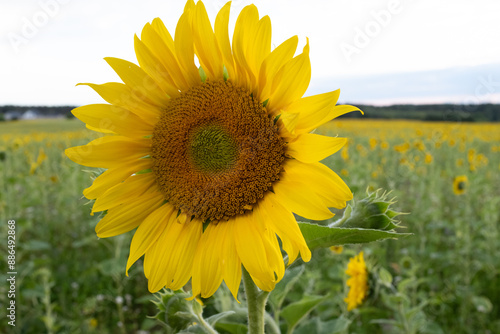 Sunflower field in a beautiful sunset in full bloom. The big golden sunflower field in the countryside