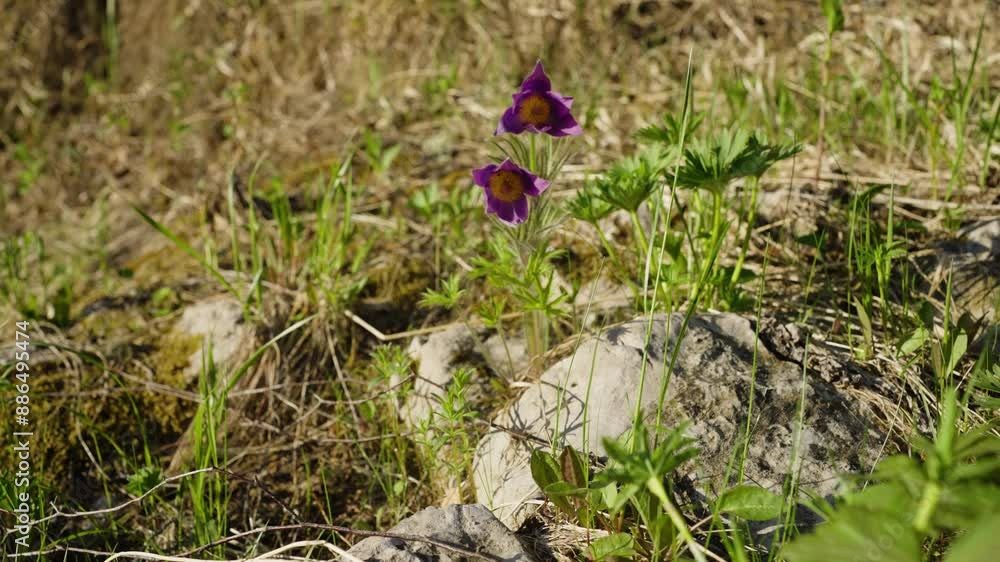 Two vibrant purple wildflowers bloom amidst green plants on a rocky and grassy terrain, capturing the essence of nature's resilience. Two vibrant purple wildflowers bloom amidst green plants on a rocky and grassy terrain, capturing the essence of nature's resilience.