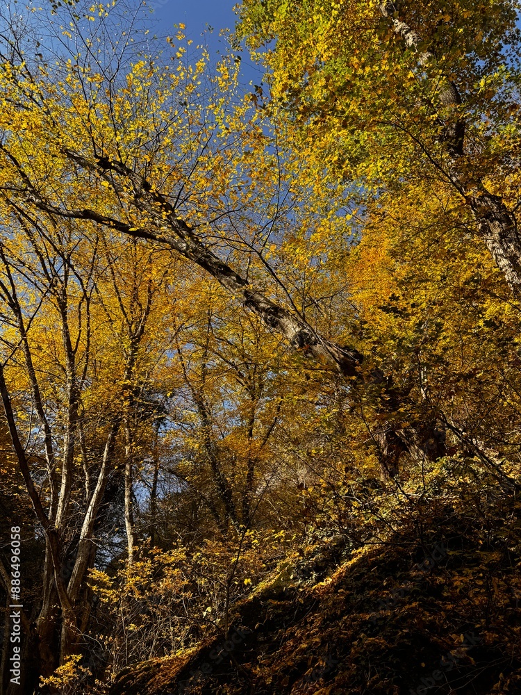 autumn trees in the forest autumn trees in the forest