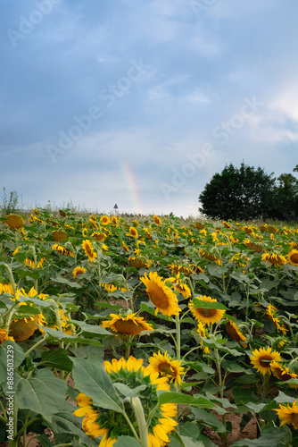 Sunflower field with beautiful clouds in full bloom with the rainbow in the background. The big golden sunflower field in the countryside