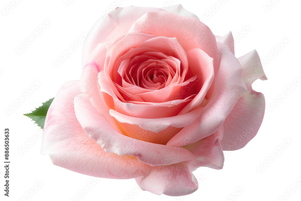 A photo of a rose, indoor, isolated on white background, old botanical illustration close up, ethereal, overlay, antique backdrop A photo of a rose, indoor, isolated on white background, old botanical illustration close up, ethereal, overlay, antique backdrop
